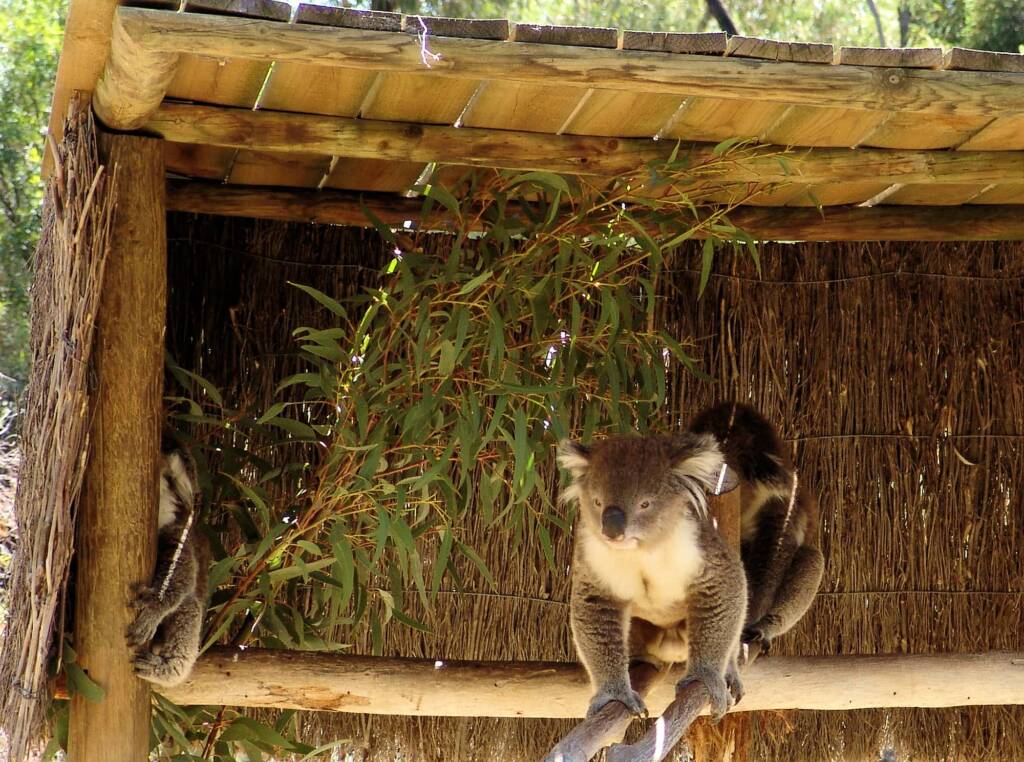Koalas, Kyabram Fauna Park, VIC
