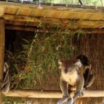 Koalas, Kyabram Fauna Park, VIC