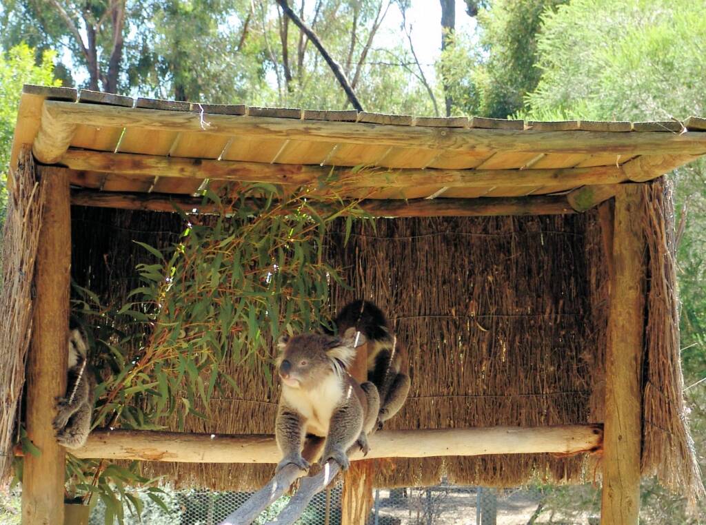 Koalas, Kyabram Fauna Park, VIC