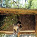 Koalas, Kyabram Fauna Park, VIC