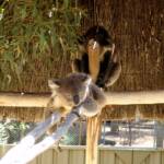 Koalas, Kyabram Fauna Park, VIC