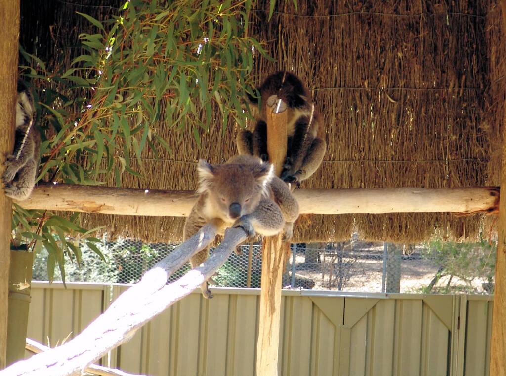Sleeping koalas, Kyabram Fauna Park, VIC