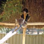 Sleeping koalas, Kyabram Fauna Park, VIC