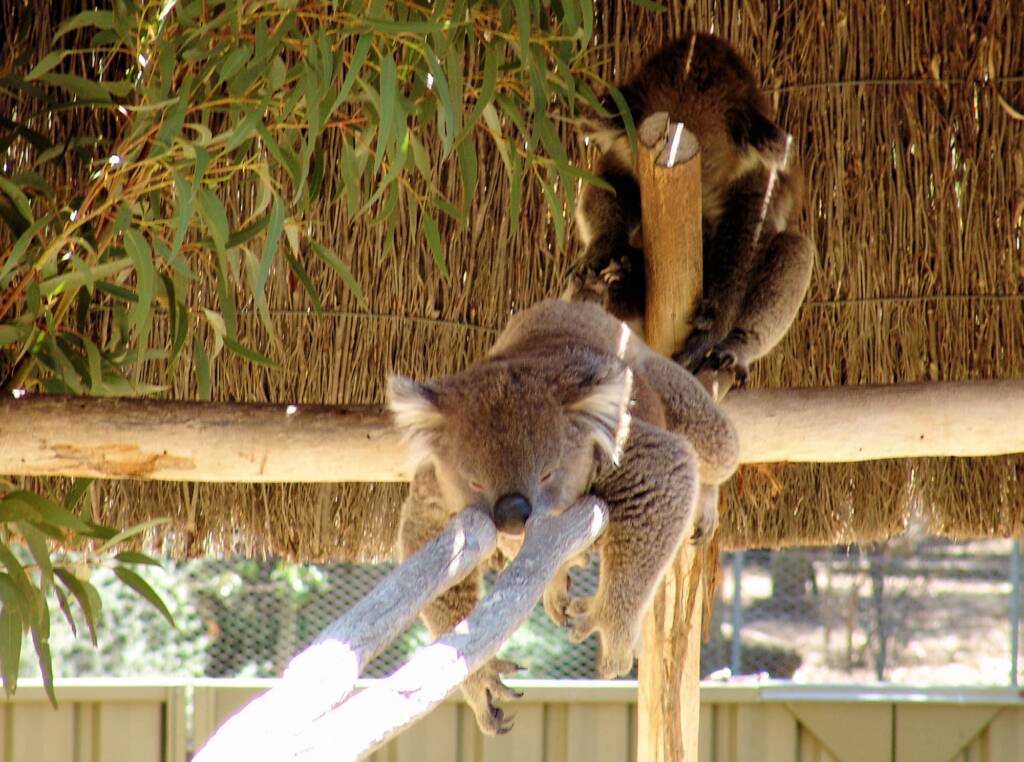 Sleeping koalas, Kyabram Fauna Park, VIC