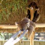Sleeping koalas, Kyabram Fauna Park, VIC