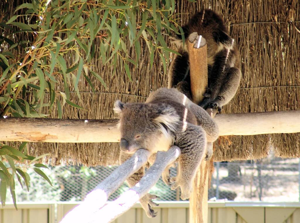 Sleeping koalas, Kyabram Fauna Park, VIC