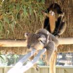 Sleeping koalas, Kyabram Fauna Park, VIC