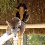 Sleeping koalas, Kyabram Fauna Park, VIC