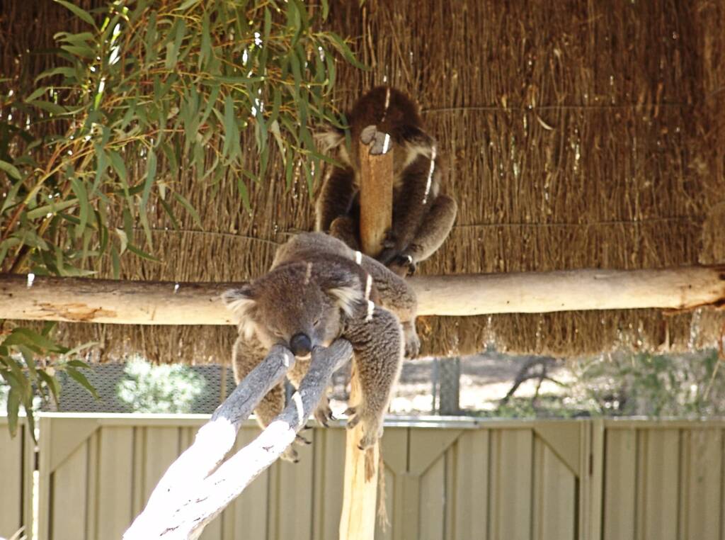 Sleeping koalas, Kyabram Fauna Park, VIC
