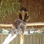 Sleeping koalas, Kyabram Fauna Park, VIC