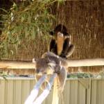 Sleeping koalas, Kyabram Fauna Park, VIC