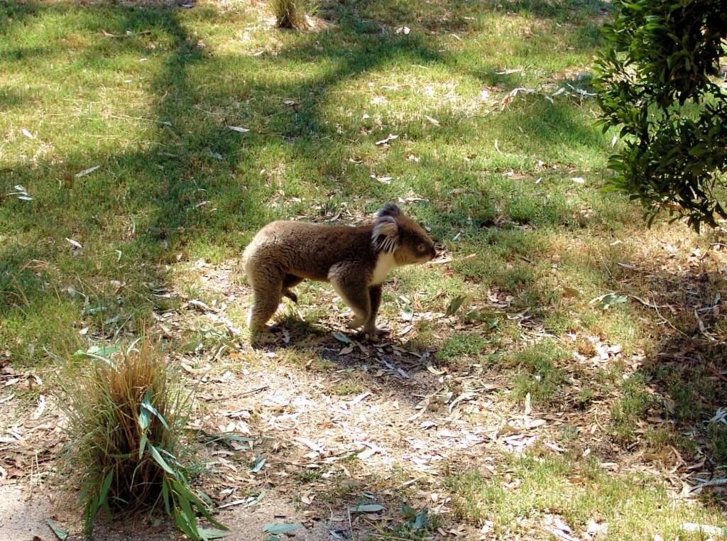 Koala, Kyabram Fauna Park, VIC