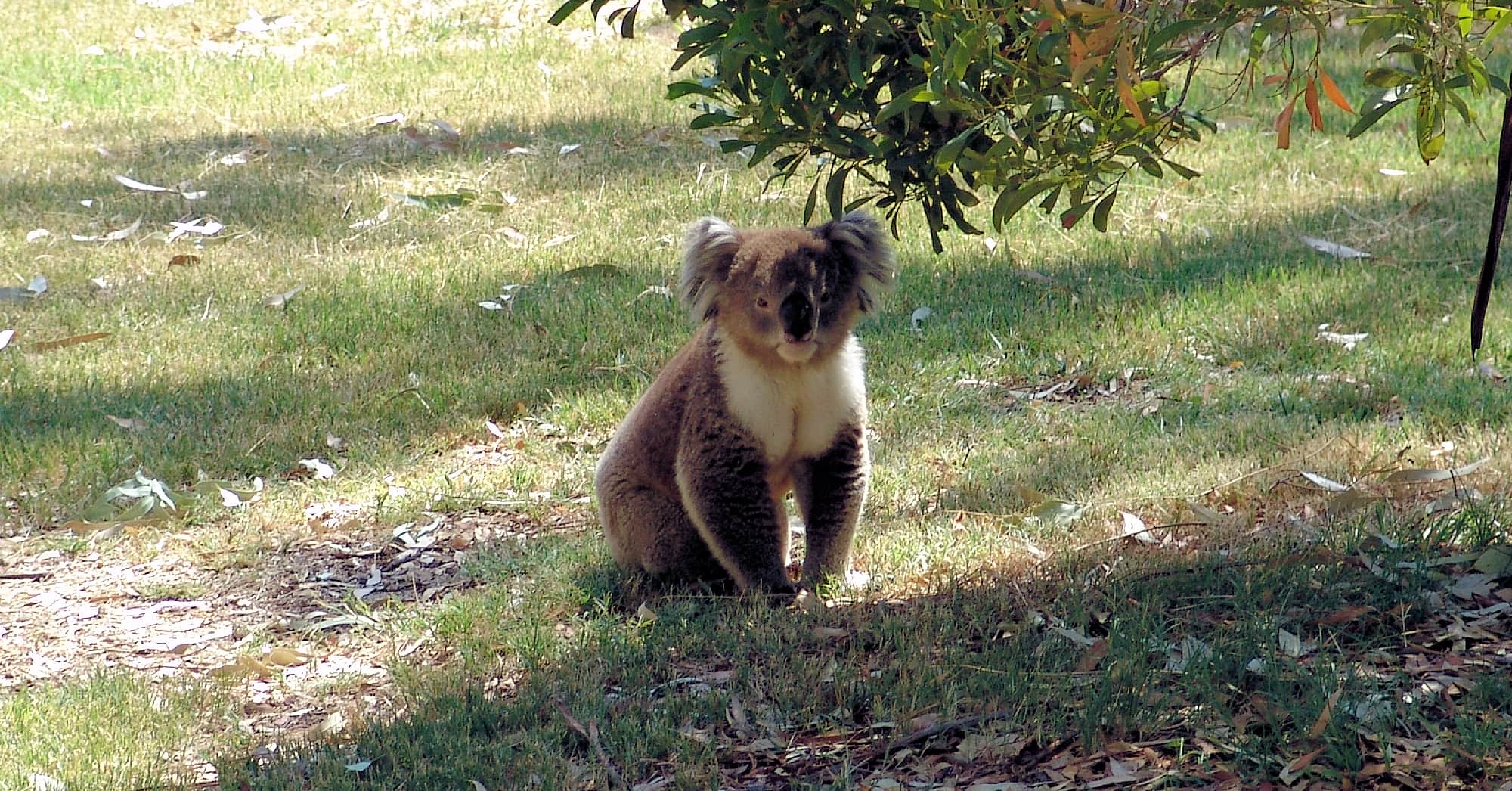 Koala, Kyabram Fauna Park, VIC
