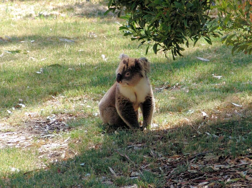 Koala, Kyabram Fauna Park, VIC