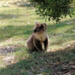 Koala, Kyabram Fauna Park, VIC