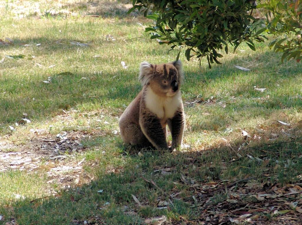 Koala, Kyabram Fauna Park, VIC