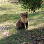 Koala, Kyabram Fauna Park, VIC