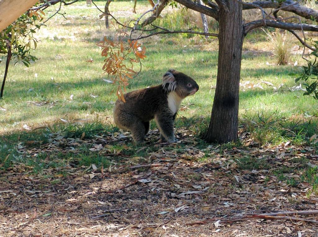 Koala, Kyabram Fauna Park, VIC