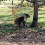 Koala, Kyabram Fauna Park, VIC
