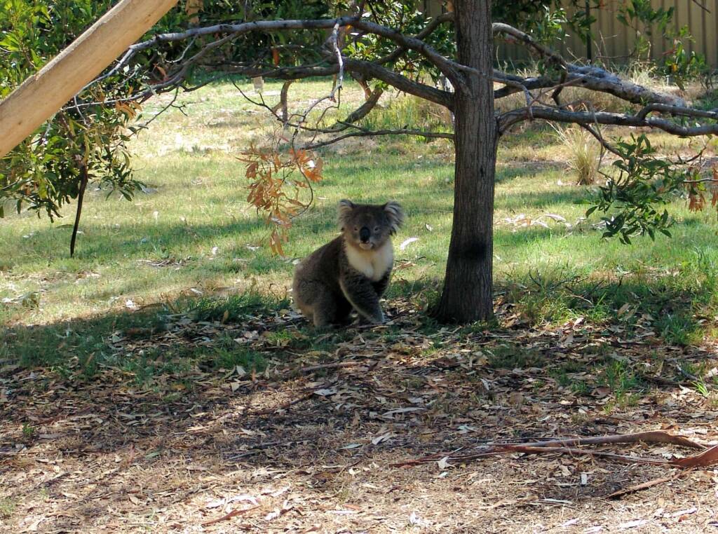 Koala, Kyabram Fauna Park, VIC