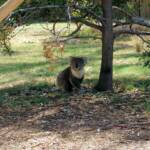 Koala, Kyabram Fauna Park, VIC