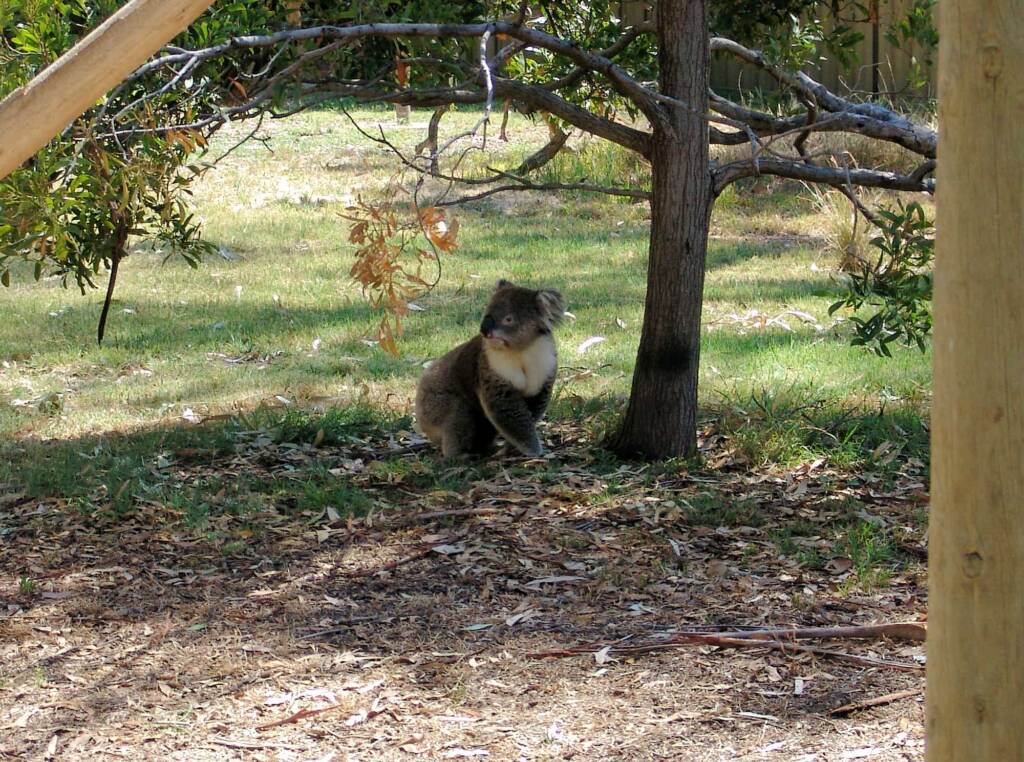 Koala, Kyabram Fauna Park, VIC