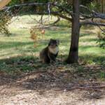 Koala, Kyabram Fauna Park, VIC