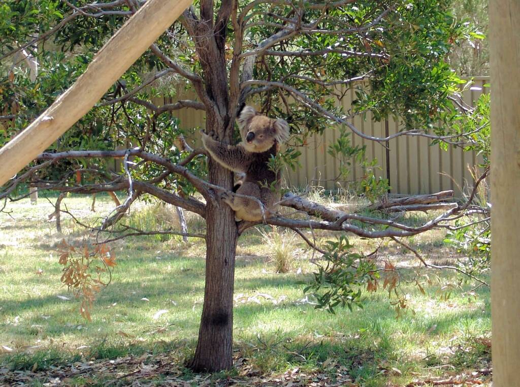Koala, Kyabram Fauna Park, VIC