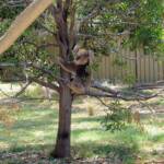 Koala, Kyabram Fauna Park, VIC