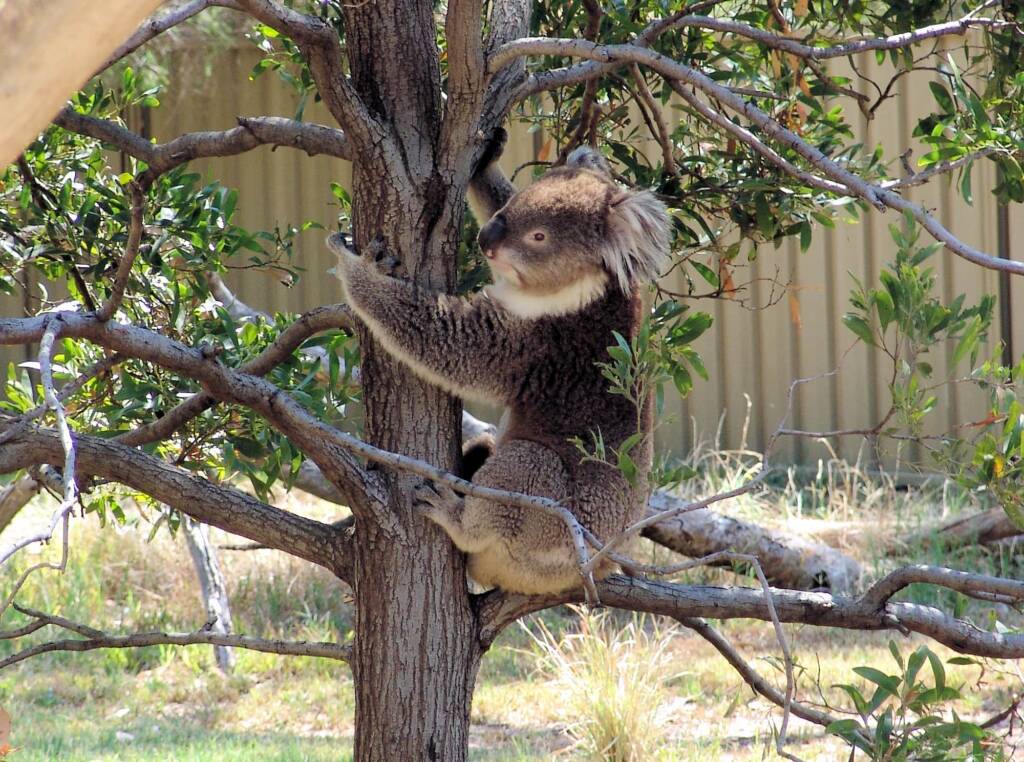 Koala, Kyabram Fauna Park, VIC