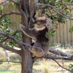 Koala, Kyabram Fauna Park, VIC
