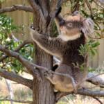 Koala, Kyabram Fauna Park, VIC