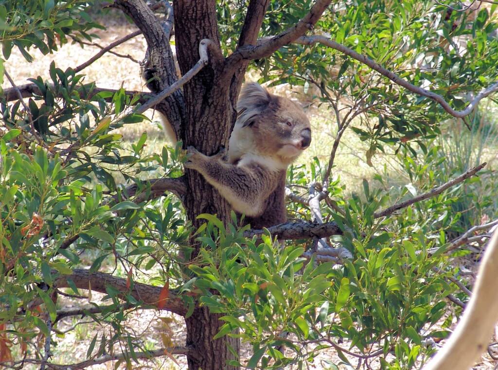 Koala, Kyabram Fauna Park, VIC