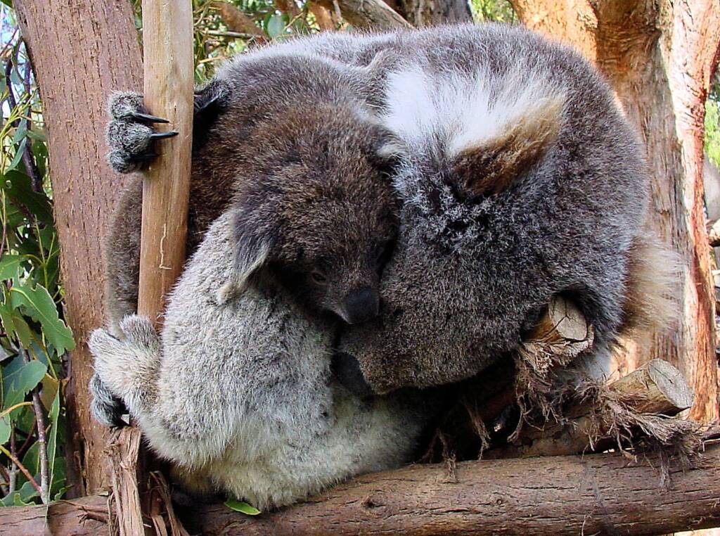 Juvenile koala with mother, Tasmania