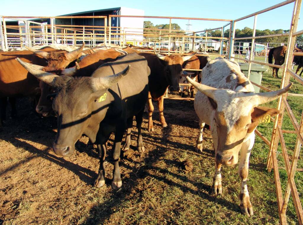 Kyabram Rodeo 2006, Victoria