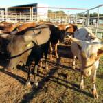 Kyabram Rodeo 2006, Victoria