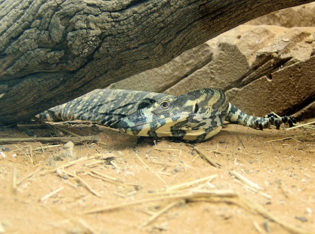 Lace Monitor (Varanus varius), Kyabram Fauna Park, VIC