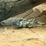 Lace Monitor (Varanus varius), Kyabram Fauna Park, VIC