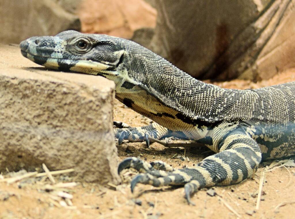 Lace Monitor (Varanus varius), Kyabram Fauna Park, VIC