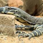 Lace Monitor (Varanus varius), Kyabram Fauna Park, VIC