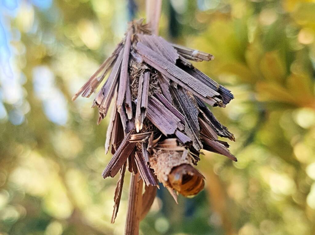 Empty casing of the Leaf Case Moth (Family Psychidae)