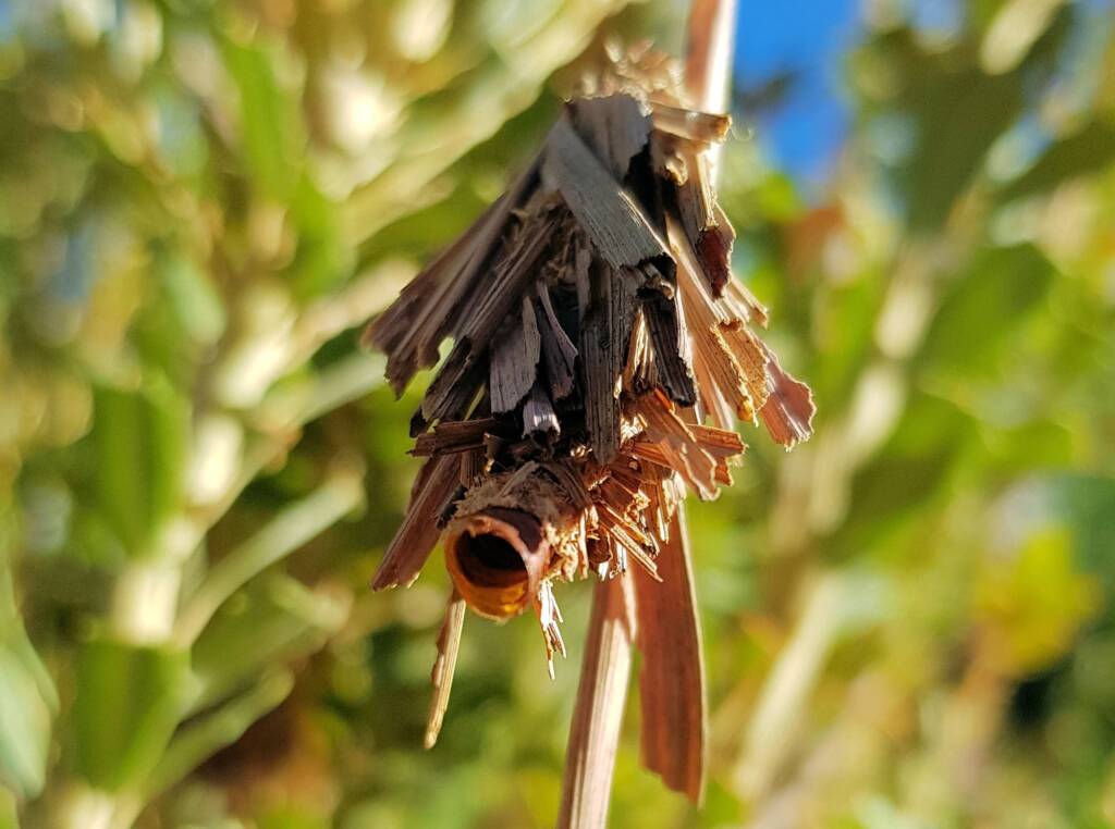 Empty casing of the Leaf Case Moth (Family Psychidae)