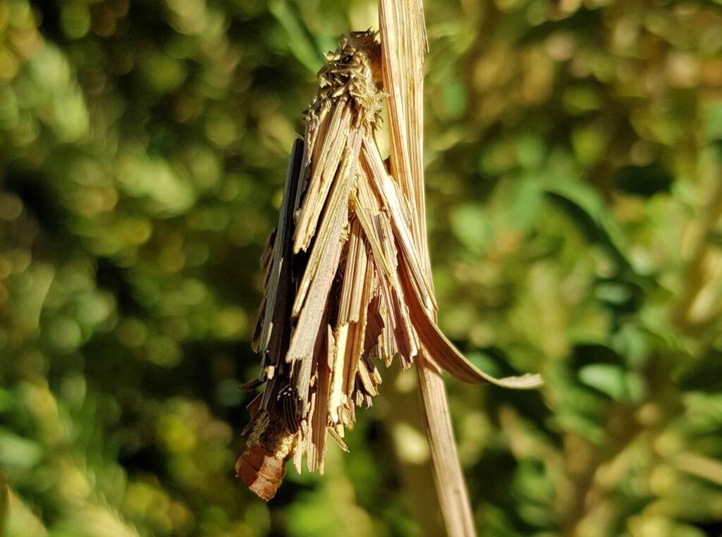 Empty casing of the Leaf Case Moth (Family Psychidae)