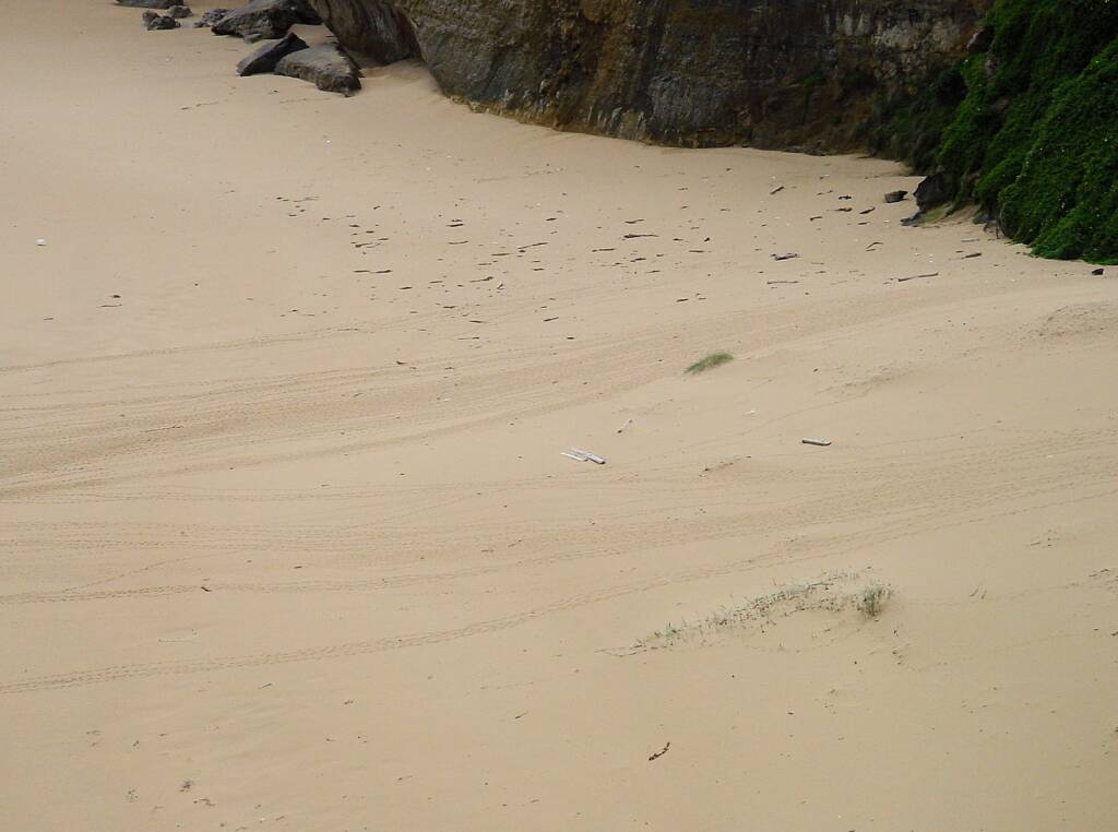 Little Penguin tracks across protected beach at London Bridge, Great Ocean Road, VIC