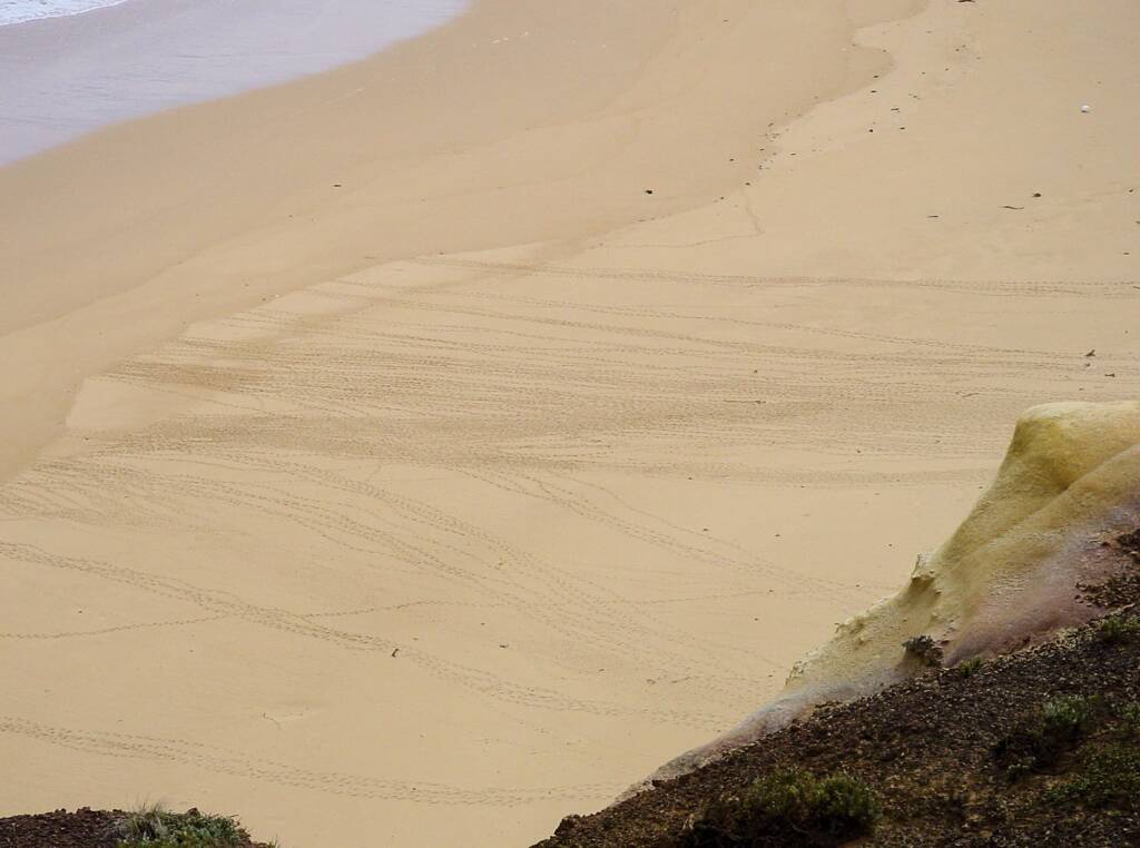 Little Penguin tracks across protected beach at London Bridge, Great Ocean Road, VIC