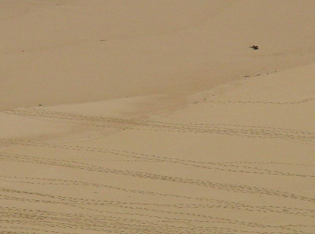 Little Penguin tracks across protected beach at London Bridge, Great Ocean Road, VIC