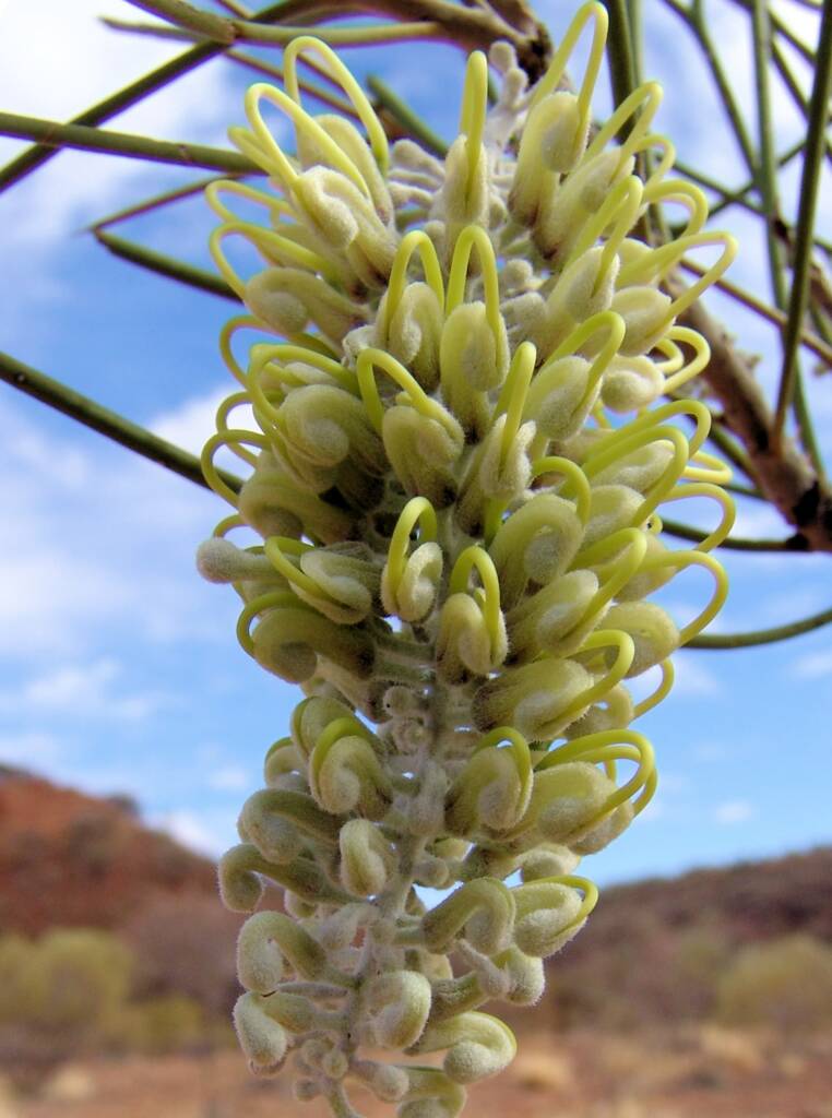 Long-leaved Corkwood (Hakea lorea)
