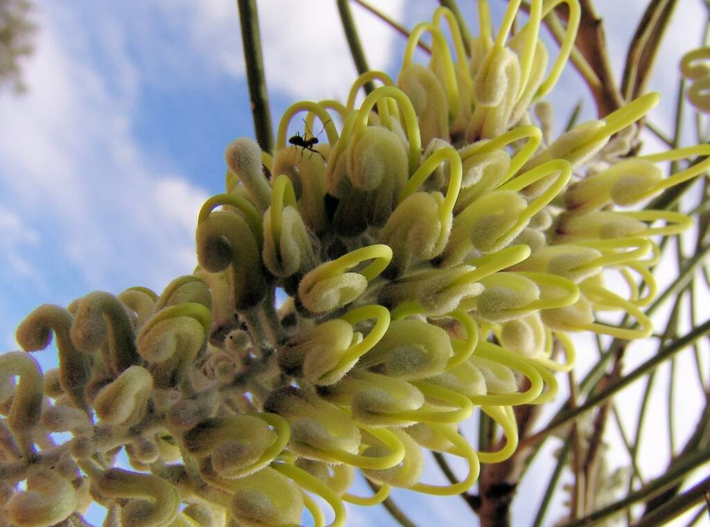 Long-leaved Corkwood (Hakea lorea)