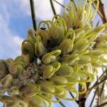 Long-leaved Corkwood (Hakea lorea)