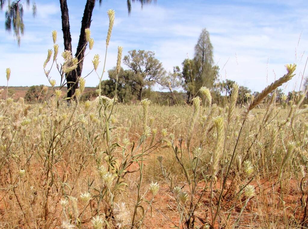 Longtails (Ptilotus polystachyus)